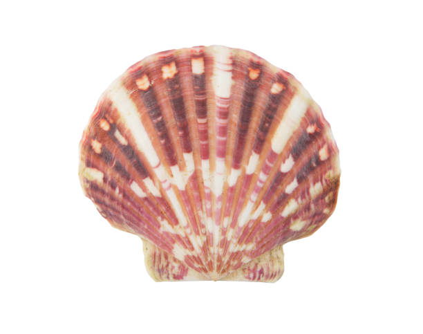 istock Scallop seashell isolated on white 1174946623