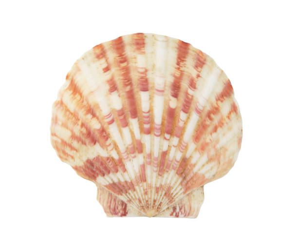 istock Scallop seashell isolated on white 1174946826