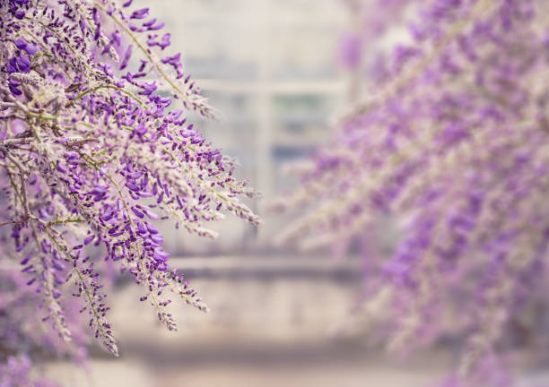 Wisteria tree in botanical garden.