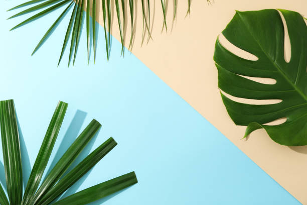 istock Different palm leaves on two color background, copy space 1174948214