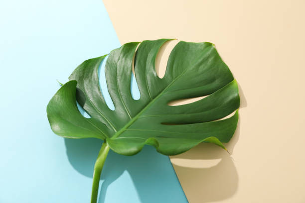 istock Green monstera on two tone background, space for text 1174948293