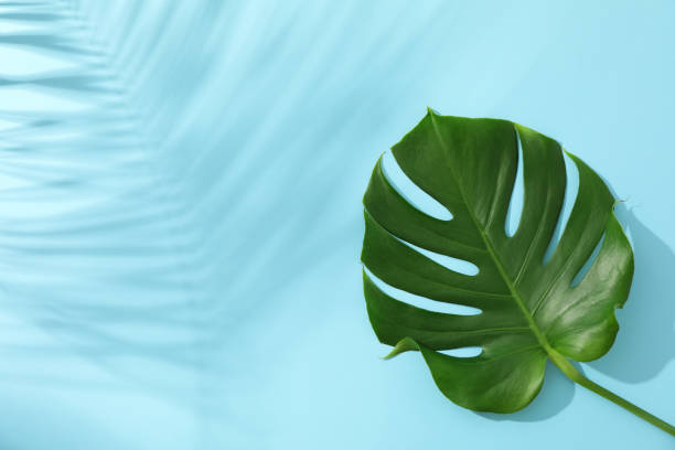 istock Green monstera on blue background, space for text 1174948333