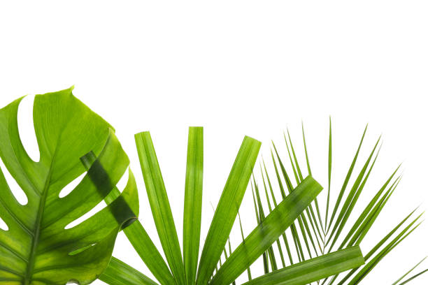 istock Different leaves of palm isolated on white background 1174948990