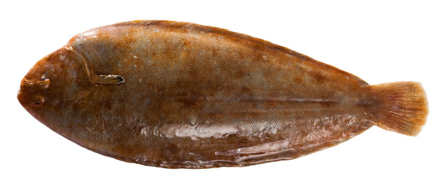 Closeup of raw  sole fish. Isolated over white background