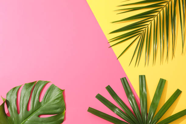istock Different palm leaves on two color background, copy space 1174949120