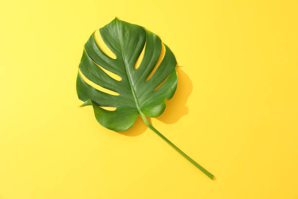 istock Green monstera on yellow background, space for text 1174949151
