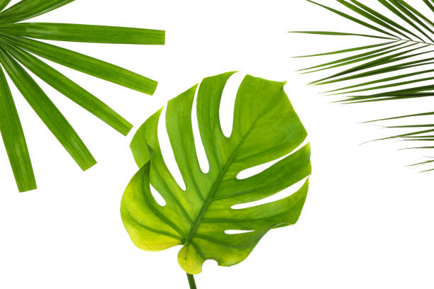 istock Different leaves of palm isolated on white background 1174949195