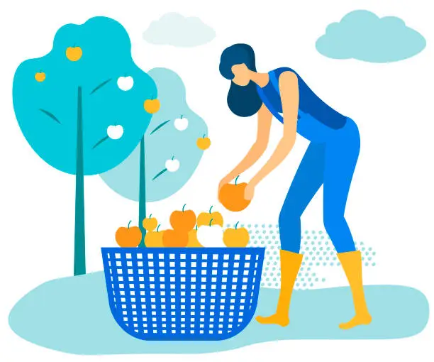 Vector illustration of Woman in Blue Jumpsuit Folds Apples into Basket.