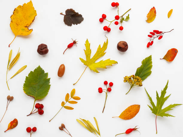 istock Fall background made of fallen leaves and berries on white backdrop. Autumn plants pattern. 1174950811