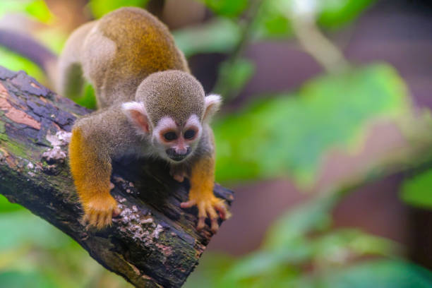 istock Squirrel Monkey on branch of tree  animals in wilderness 1174950955