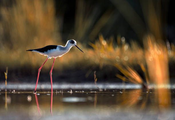 schwarzflügel-stelzenlangbeiniger bei sonnenaufgang im see. - egret water bird wildlife nature stock-fotos und bilder