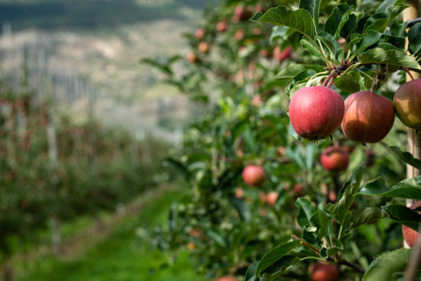 istock Red apples in an apple plantation 1174951105