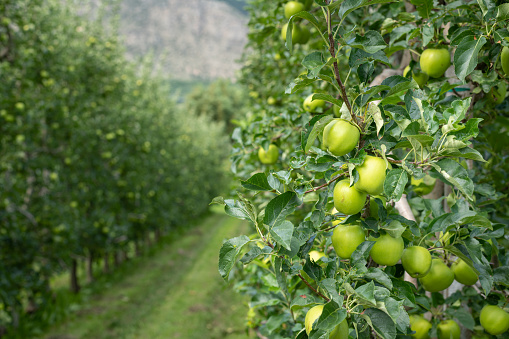 Green apples in an apple plantation in South Tyrol (Laas, Italy)