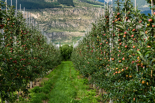 Red apples in an apple plantation in South Tyrol (Laas, Italy)