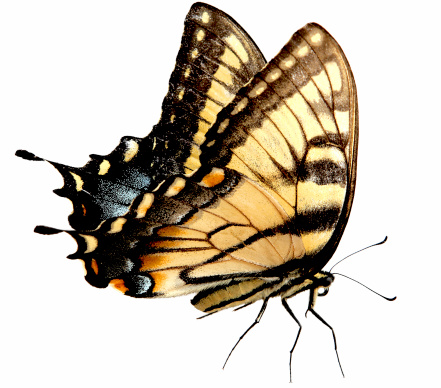 Easter Tiger Swallowtail Butterfly isolated on white background with clipping path included