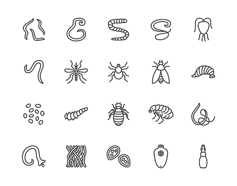 Parasites flat line icons set. Intestinal worm, helminth, sandfly, tick, dog flea, leech, qiardia, dengue mosquito illustrations. Outline signs for parasitology. Pixel perfect 64x64. Editable Strokes.