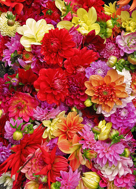 Beautiful multicolored dahlias with water drops