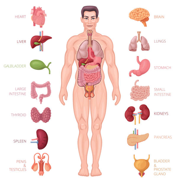 menschliche anatomie-symbole. männlicher körper. - leber anatomiebegriff stock-grafiken, -clipart, -cartoons und -symbole