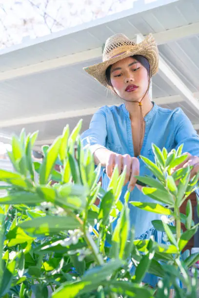 Asian young girl in homestead with green beans plants taking in backyard garden