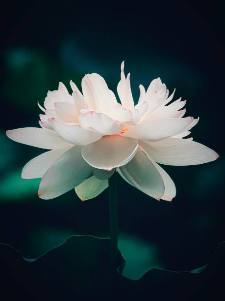 istock White lotus close-up 1174954097