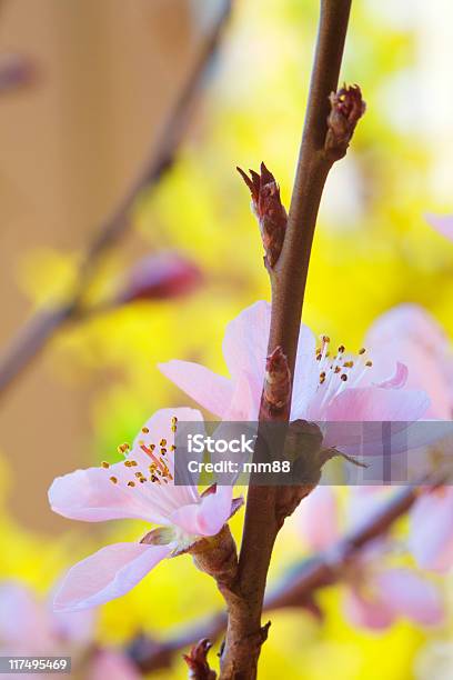 Cherry Flowers Stock Photo - Download Image Now - Bare Tree, Blossom, Branch - Plant Part