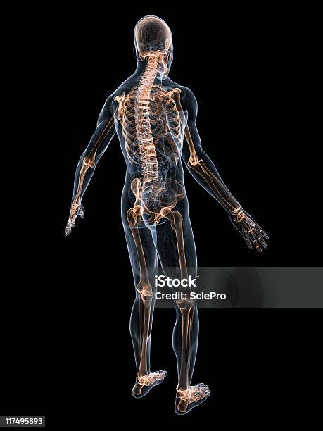 Highlighted Skeleton Stock Photo - Download Image Now - Anatomy, Arthritis, Backache