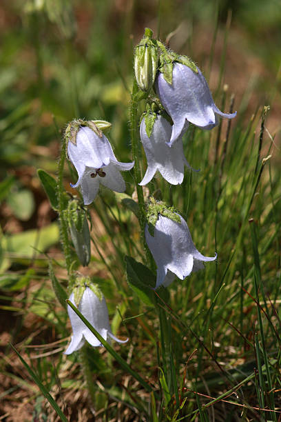 Bell flower (Campanula barbata)  avelengo stock pictures, royalty-free photos & images
