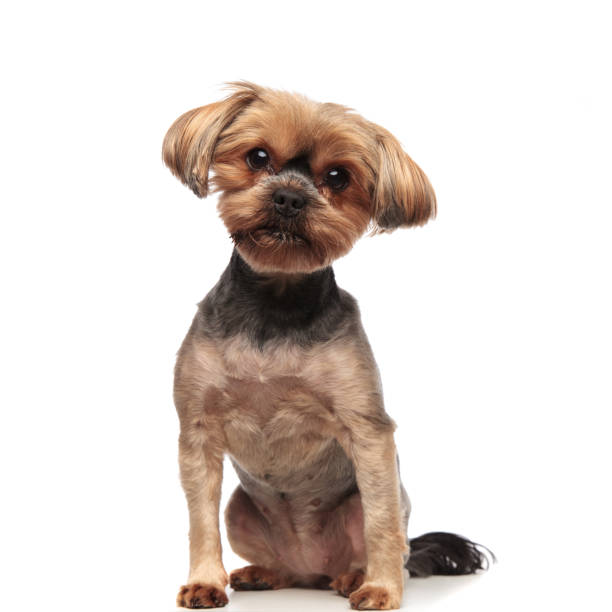 istock adorable yorkshire terrier sitting on white background 1174960597