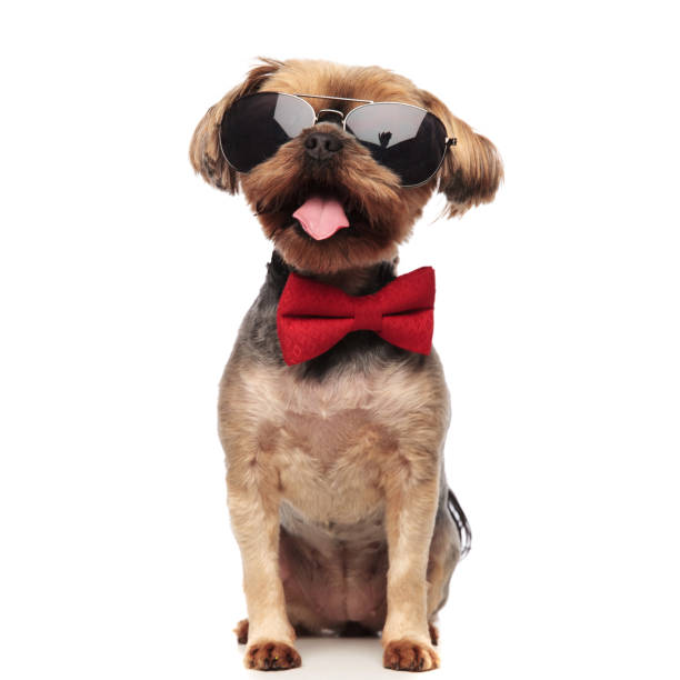 istock cute yorkshire terrier wearing sunglasses and bowtie on white background 1174960658