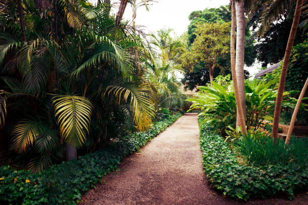 istock Natural beautiful tropical park. Exotical evergreen plants. 1174960665