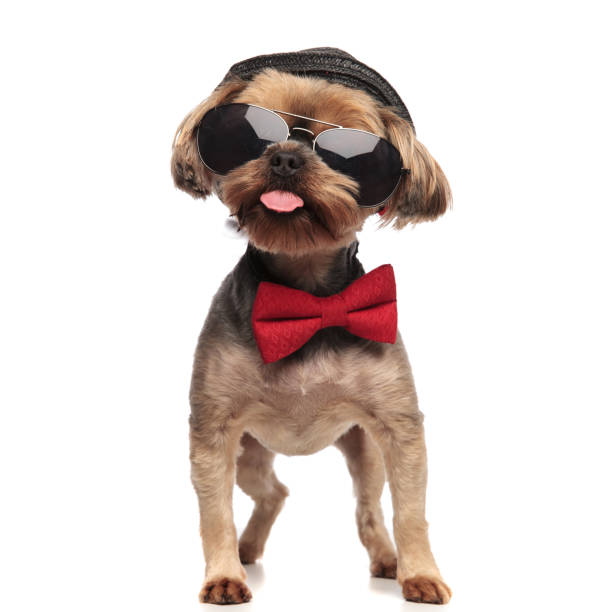 istock cute yorkshire terrier sticking out tongue on white background 1174960669