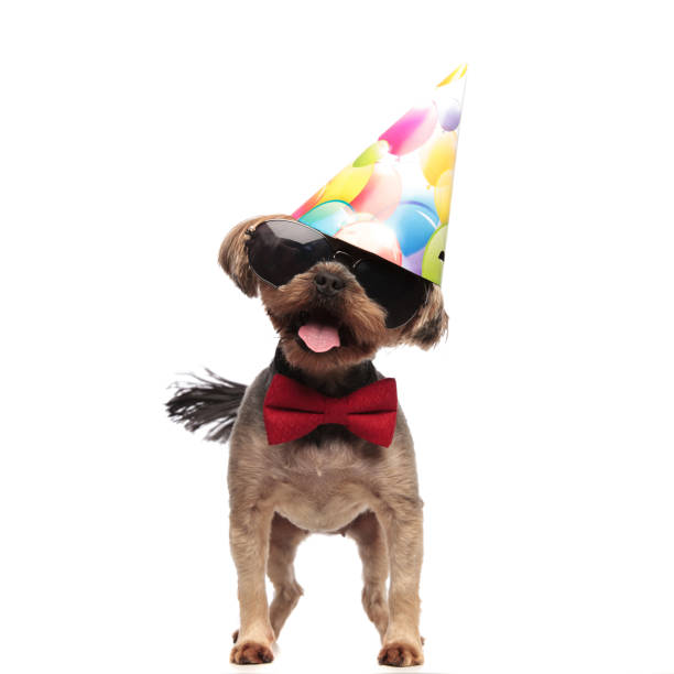 istock funny yorkshire terrier wearing birthday hat on white background 1174960696