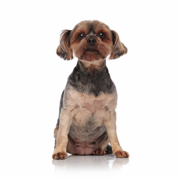 istock cute yorkshire terrier sitting isolated on white background 1174960746