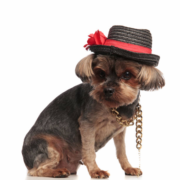 istock adorable yorkshire terrier wearing hat and looking to side 1174960766
