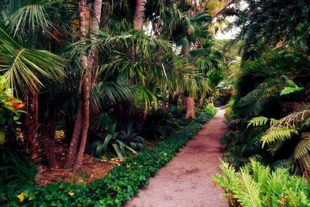 istock Natural beautiful tropical park. Exotical evergreen plants. 1174960794