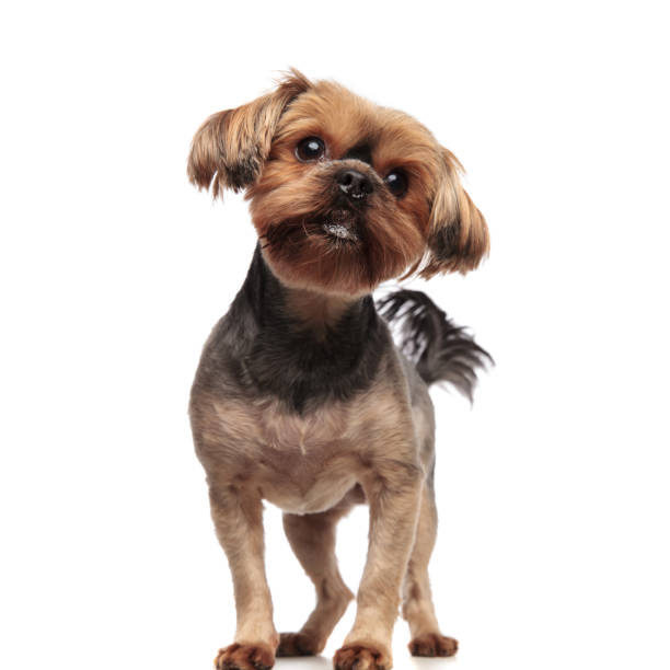 istock young yorkshire terrier standing on white background 1174960815