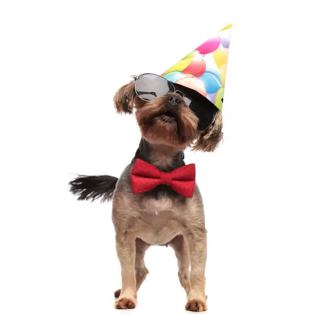 cute yorkshire terrier wearing birthday hat, sunglasses and red bowtie, standing isolated on white background, full body