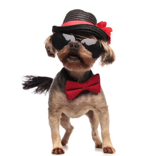 istock young yorkshire terrier wearing hat, sunglasses and red bowtie 1174960995