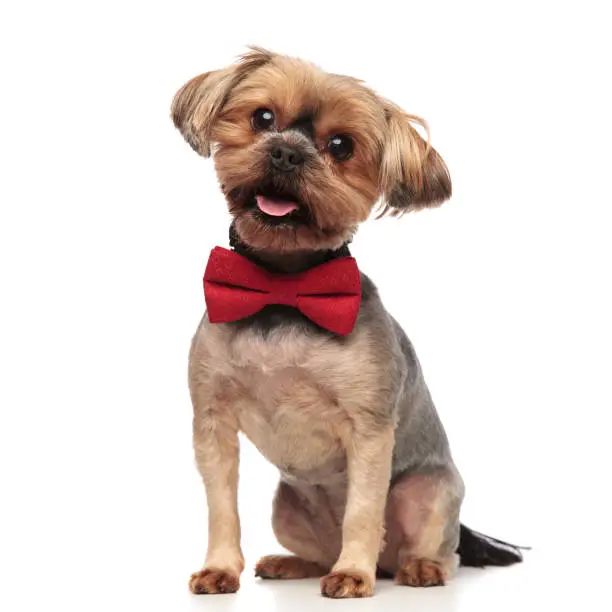 side view of cute yorkshire terrier wearing red bowtie, sticking out tongue, panting, sitting isolated on white background in studio, full body