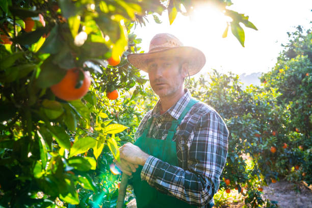 istock Agriculture farmer portrait in orange tree field 1174961345