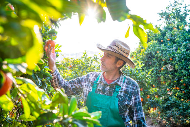 istock Agriculture farmer checking orange tree fruits 1174961882