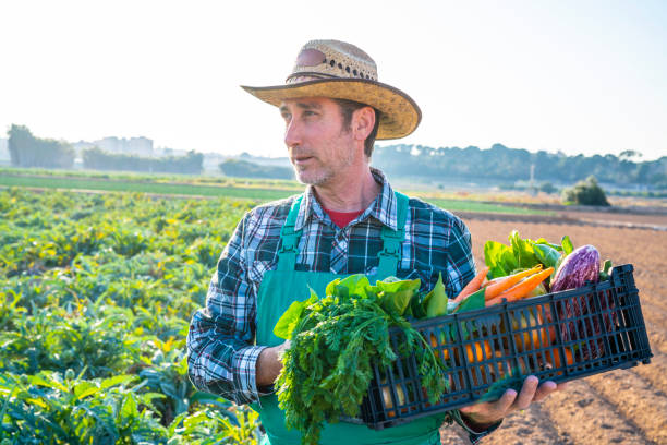 istock Agriculture farmer holding vegetables basket harvest 1174962437