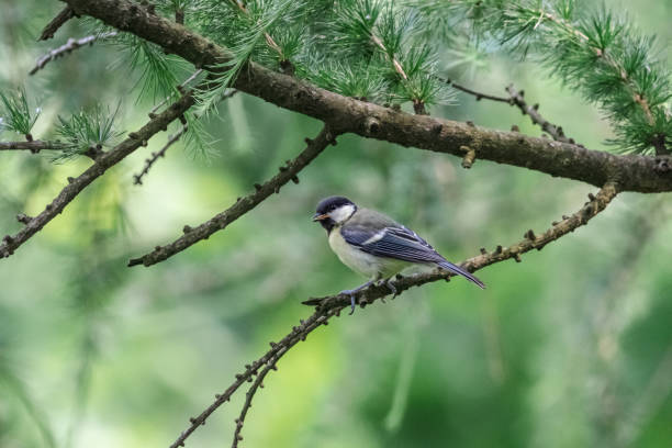 istock Young great tit chick sitting on the thin branch with green background 1174962442