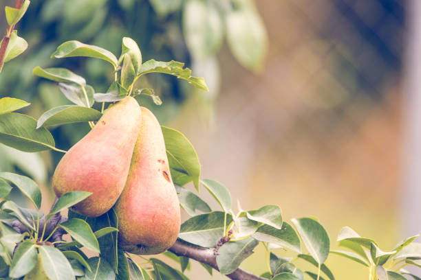 istock Autumn background with pears on branch 1174962445