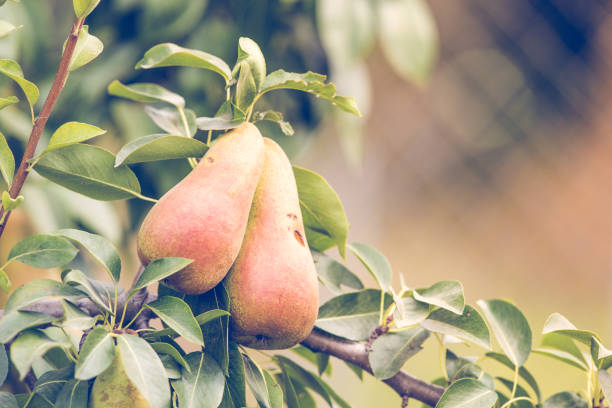 istock Autumn background with pears on branch 1174962458