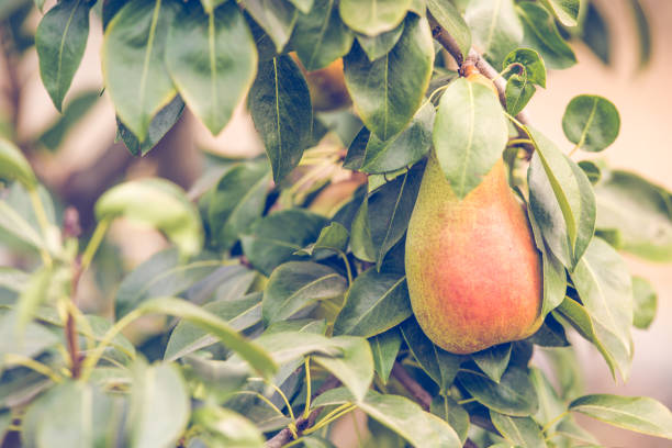 istock Autumn background with pears on branch 1174962969