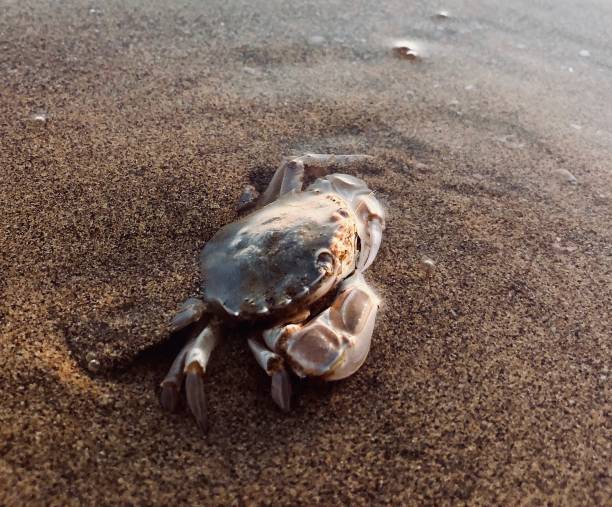 istock crab over the sea and sunset 1174965811