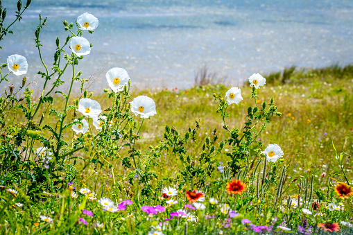 Blooming Wildflowers highlights the view of nature in National Wildlife Refugee