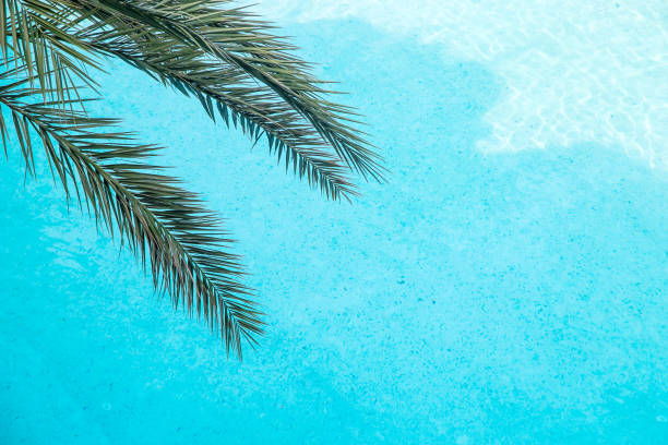 istock Minimalistic background of palm branches on a blue pool background 1174972750