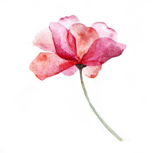 수채화 핑크 꽃 흰색 배경에 장미. - rose pink flower single flower 뉴스 사진 이미지